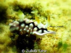 nudibranch by Zulkifli Tahir 